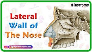 Lateral wall of the nose  Bones Cartilages and Mucosa - #USMLE Anatomy  Medvizz