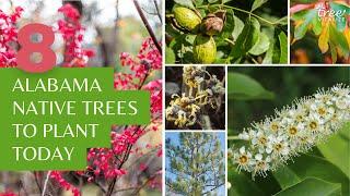 8 Alabama Native Trees to Plant Today