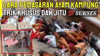 PEMASARAN AYAM KAMPUNG - TIPS DAN TRIK JITU JUAL HASIL TERNAK KITA 