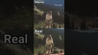 screaming squirrel meme vs original #shorts