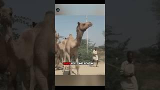 Never touch a dead camel  Facts Part 2 