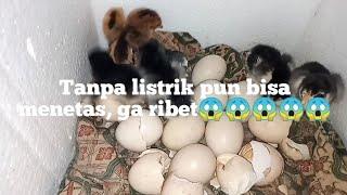 menetaskan telur ayam tanpa mesin tetas mudah banget@ejtchannel 