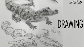 How to draw a crocodile in more than one way  Very easy   Pencil drawing lines