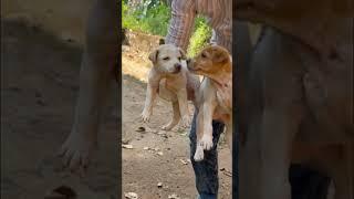 Puppies Rescued With Maggots &Wound #shorts