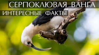 Серпоклювая ванга - интересные факты