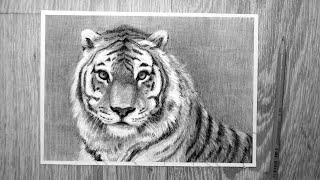 Как нарисовать тигра карандашом