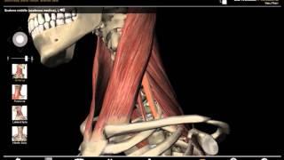 Lateral Neck Flexion and Scalenus Muscles with Muscle Premium