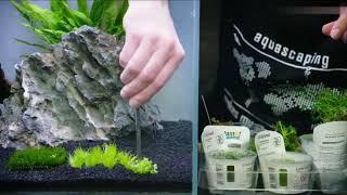 Семена для выращивания растений Украшения в аквариум Обзор товара. Заказать с Алиэкспресс