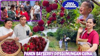 PANEN BAYBERRY DIPEGUNUNGAN CHINA BANYAK YANG NITIP JADI KITA PANEN BANYAK  11 BOX