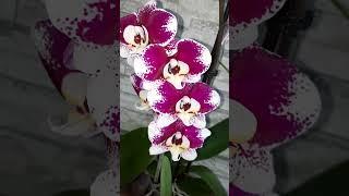 Свободные от заказа орхидеи14.05.23