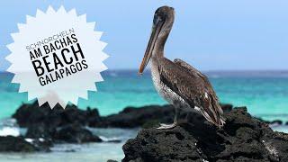 Schnorcheln am Bachas Beach auf der Insel Santa Cruz Galapagos-Inseln