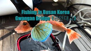 Fishing In Busan South Korea 광안대교 4k