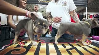 How To Breed  French Bulldog Tutorial