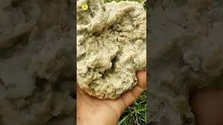 What is inside Brain Coral stone  #shorts #facts #kimtifacts #animals