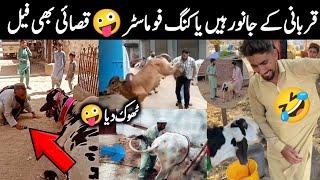 Funny Qurbani Animals 2023  Qasai ki Muramat Ho gai  Israr Info Tv