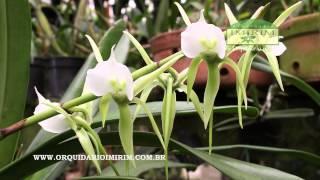 Angraecum eburneum subsp  superbum Orquidario Imirim