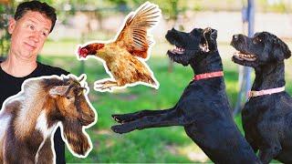 The trick to making a DOG CHICKEN-SAFE 