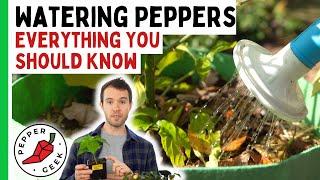 Watering Pepper Plants - When To Water And When Not To - In Depth Guide