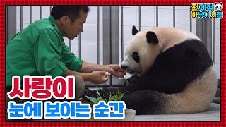 SUB Zookeeper Dad Is Caring His Daughter Panda Who Has Just Given Birth│ Panda World