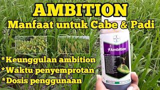 MANFAAT AMBITION UNTUK CABE DAN PADI  DOSIS PER TANGKI.