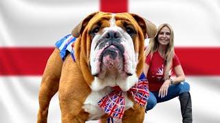 THE ENGLISH BULLDOG - BULL FIGHTER to BRITISH ICON