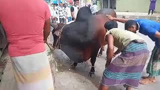 ANGRY BULL QURBANI 2020 BASHABO DHAKA