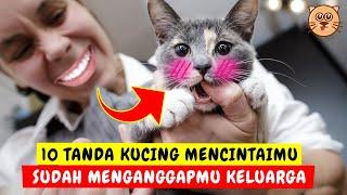 10 TANDA KUCING MENCINTAIMU  TANDA KUCING SAYANG PADA TUANNYA MEMBUAT KUCING NURUT SAMA PEMILIKNYA