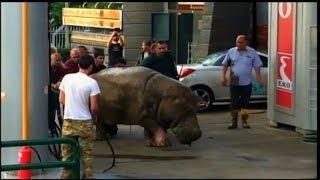 Floods Destroy Zoo Sending Dangerous Animals on the Loose