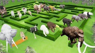 Maze Madness Race 23 Wild Animals which is the fastest animal?