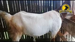 Jual Kambing Boer F1 Bunting dan Dara F2 WA 082226320101 Sari Farm Purwokerto