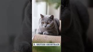 TOP 10 FAMOUS CAT BREEDS