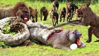 Dire Baboons Fight Frenzy To Save His Teammates From Death From The Mouth Of The Giant Python