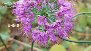 Mountain garlic flowers   산마늘 꽃  山ニンニク花