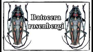Batocera rosenbergi - Präparation  Mounting