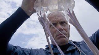 Death Down Under - How to Catch a Box Jellyfish