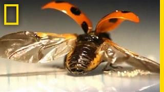 First-Ever Look at the Intricate Way Ladybugs Fold Their Wings  National Geographic