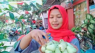 JAMBU PENDEK BERBUAH  petik langsung makan  Harvest water Apple at home