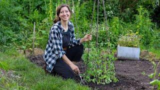 Planting out pea and bean crops using new supports