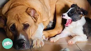 Huge Dog Is Jealous Of Tiny Pup Sister. Now He Babysits Her  Cuddle Buddies