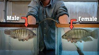 Video Pemijahan Ikan Nila Terbaik Di Youtube