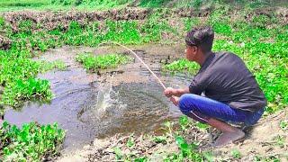 Fishing Video  The village boy is fishing with a hook in the paddy field  Best fish catching