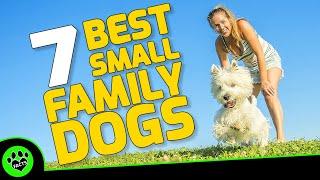 Top 7 Small Dogs That Are Good for Families - Small Family Dog Breeds