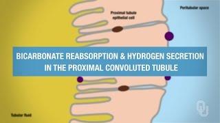 Human Physiology - Proximal Convoluted Tubule Reabsorption of Bicarbonate and Secretion of Hydrogen