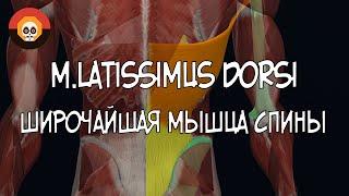 Широчайшая мышца спины m. latissimus dorsi  3D Анатомия