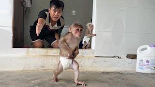 Funny Monkey SinSin secretly ran away because he was lazy and didnt want to take a bath 