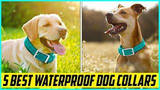 5 Best Waterproof Dog Collars for 2024