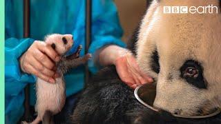 Panda Doesnt Realise Shes Had Twins  BBC Earth