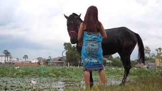 Village Student Girl Clean black horse and training horse Basics   horse training for beginners