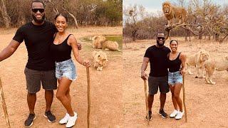 Walking With Lions In South Africa