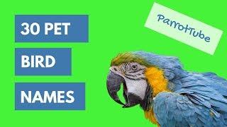 Pet Bird Names Top 30  ParrotTube